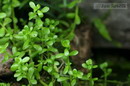 Coastal Waterhyssop, Brahmi, Thyme-leafed gratiola, Water hyssop,باکوپا مونیری,باکوپای باریک برگ,باک